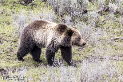 Grizzly Bear May 2025